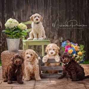 Meet your Posher, Deidre